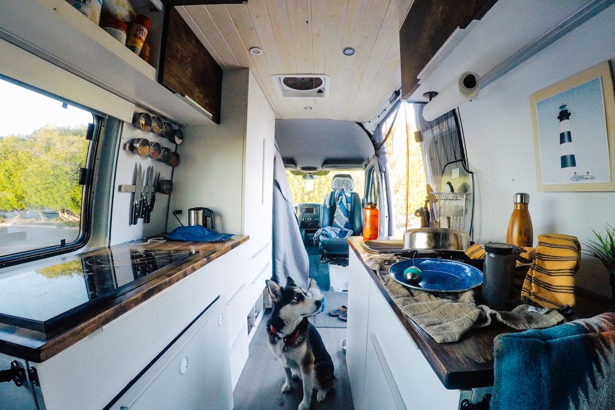 Dog in the van